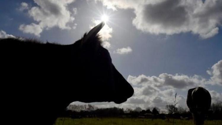 Animal Rights waarschuwt voor vlees van verzwakte koeien in Belgische winkelrekken