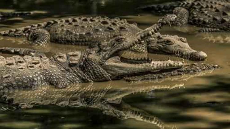 Russische toerist gedood door krokodil in Indonesië