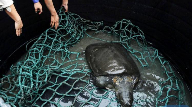 Yangtze-weekschildpad op rand van uitsterven na overlijden laatst bekende vrouwtje