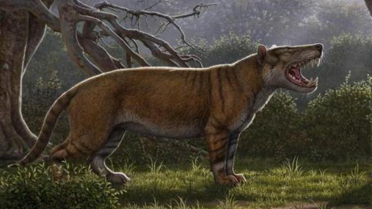 Wetenschappers ontdekken een van de grootste landzoogdieren ooit in Kenia