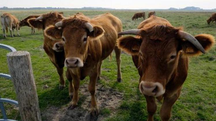 Horeca en landbouwsector gaan Belgisch rundsvlees promoten