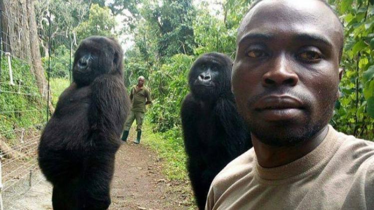 Gorilla's poseren met veel plezier voor selfie