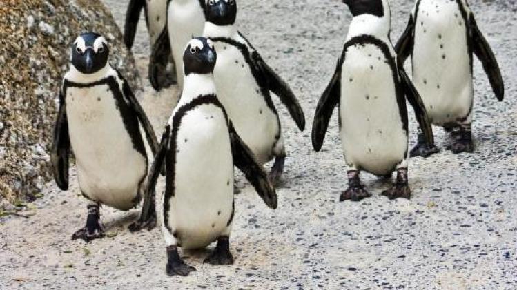 Primeur: Zoo Antwerpen helpt pinguïns zoeken naar partner met "lichtshow"