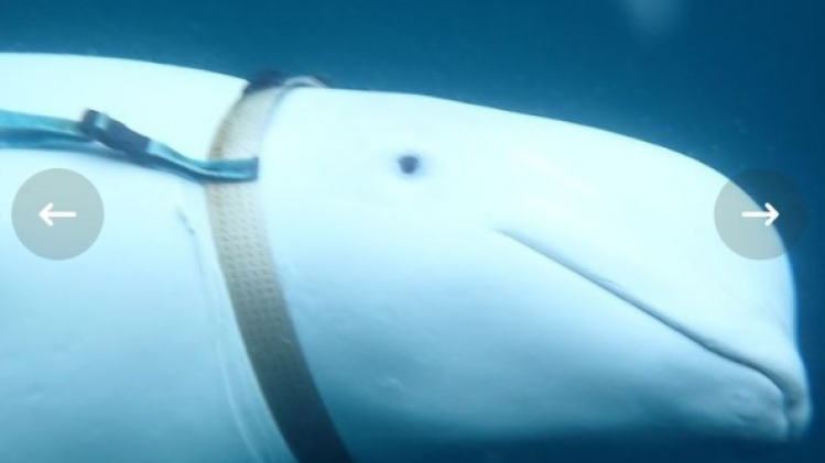 Vissers vinden witte dolfijn met harnas, afkomstig uit Rusland