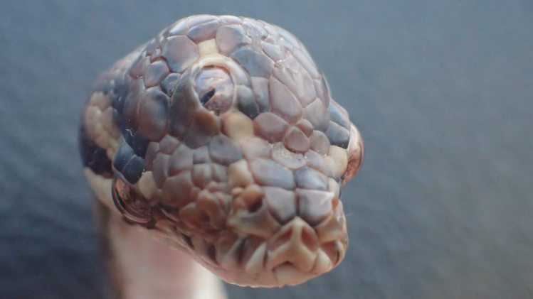 Drieogige slang ontdekt in het noorden van Australië