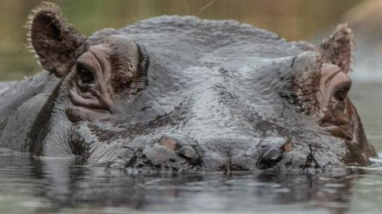 Afrikaanse meren bedreigd door tekort aan nijlpaardenmest