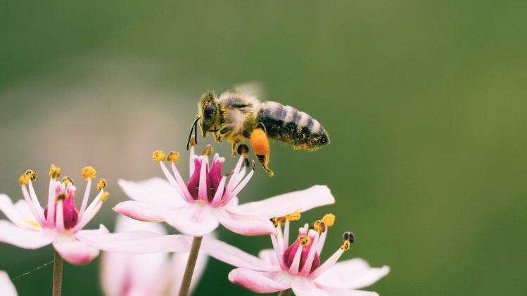 Pesticiden zorgen ervoor dat bijen minder ver vliegen