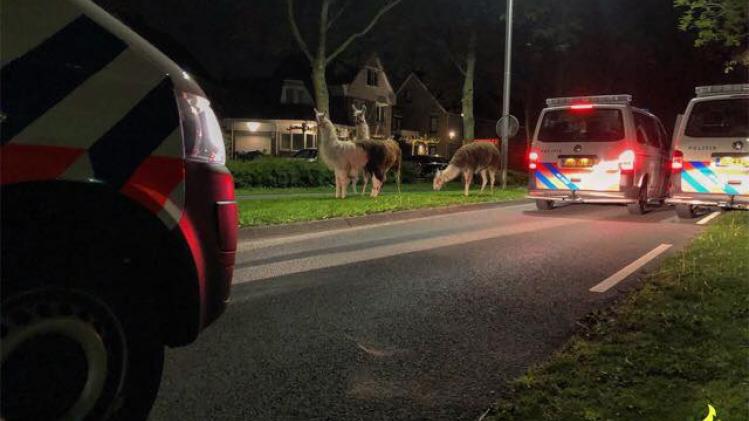Circusdieren ontsnappen in Nederlands dorp