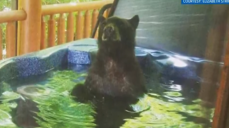 IN BEELD. Zwarte beer geniet zorgeloos van onafgesloten bubbelbad