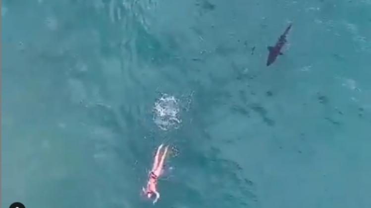 VIDEO. Zwemster ontsnapt nipt aan haaienaanval