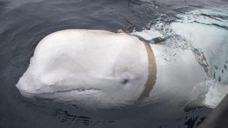 Russische "spionwalvis" in Noorwegen is mogelijk therapiedier