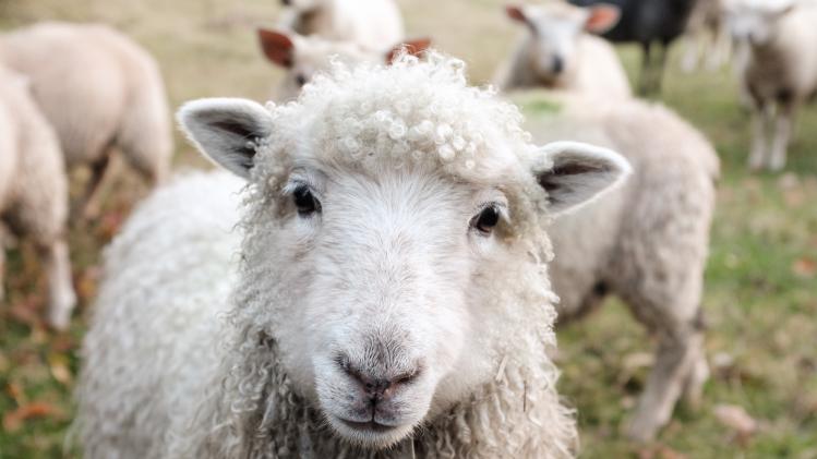 Bizar. Franse school zet schapen op de schoolbanken