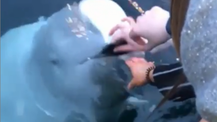 VIDEO. Attente witte dolfijn geeft in water gevallen gsm terug