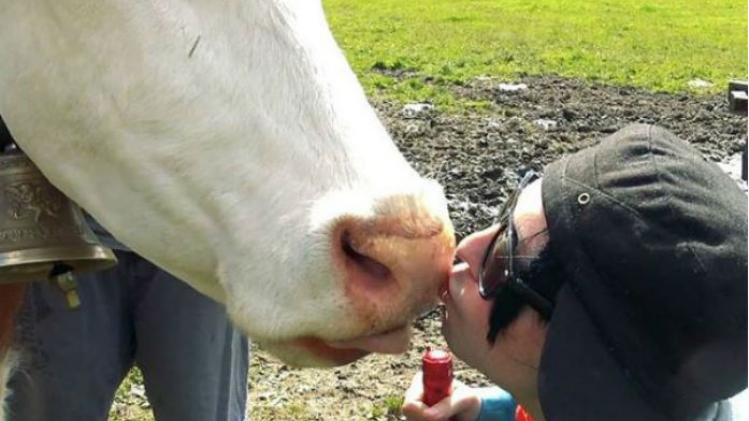 Oostenrijk vraagt inwoners geen koeien meer te kussen