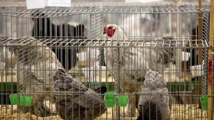 H3-vogelgriep uitgebreid naar veertigtal pluimveebedrijven