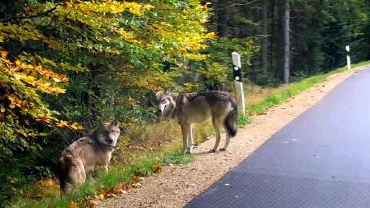 Duitsland versoepelt regels voor doodschieten van wolven