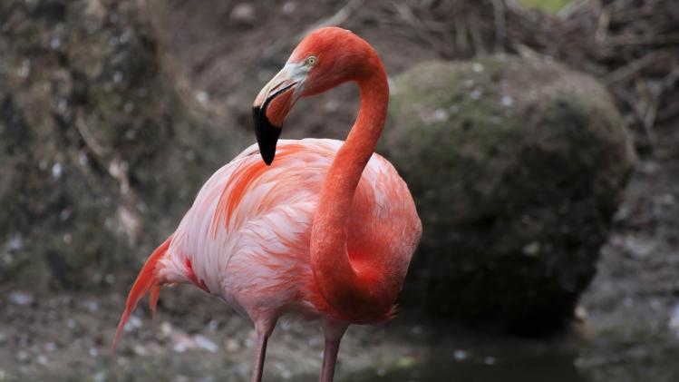 Zoo laat flamingo inslapen nadat kind er steen naar gooit