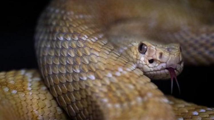 WHO wil tegen 2030 helft minder slachtoffers door slangenbeten