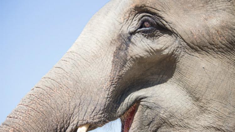 In Botswana mag er opnieuw op olifanten gejaagd worden