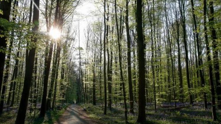In Vlaanderen is er amper bos bijgekomen sinds 2000