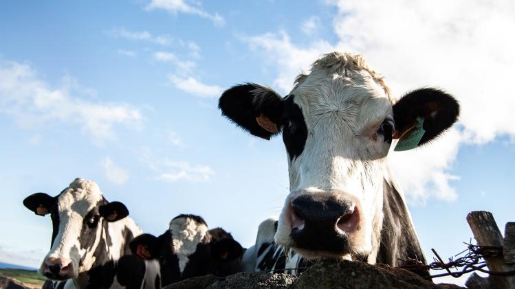 VIDEO. Koe spuit met gericht schot uitwerpselen op gezicht melkveehouder