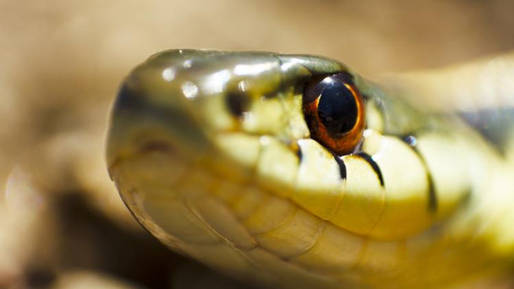 Zeldzaam: anaconda krijgt nakomelingen zonder bevruchting