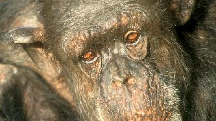 Wereldberoemde chimpansee overleden in Nederlandse zoo