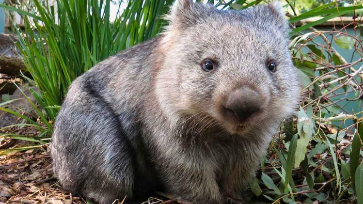 Derek The Wombat