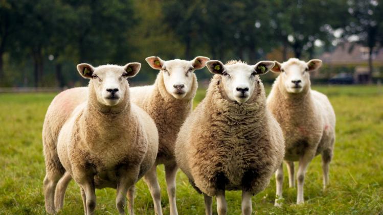 8 procent van de schapen zou homoseksueel zijn