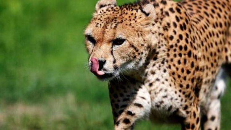 Peuter gedood door luipaard in Zuid-Afrikaans nationaal park