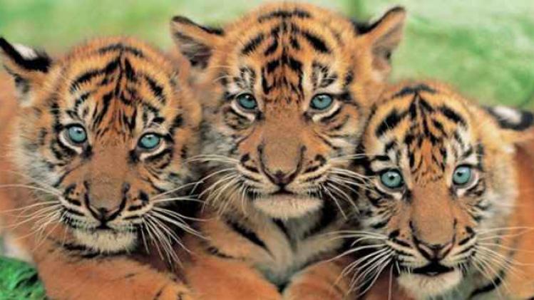 sumatran tiger cubs