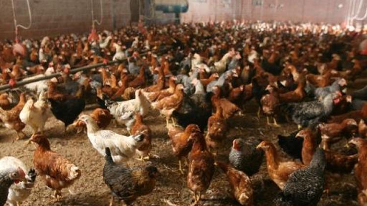 België krijgt Europees fiat voor schadevergoeding vogelgriep-pluimveehouders