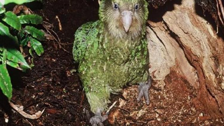 Schimmelinfectie bedreigt kritieke kakapo's