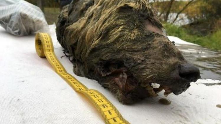 Enorme wolvenkop van 32.000 jaar oud ontdekt in Siberië