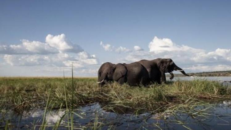 Olifanten vertrappelen twee mensen in Botswana