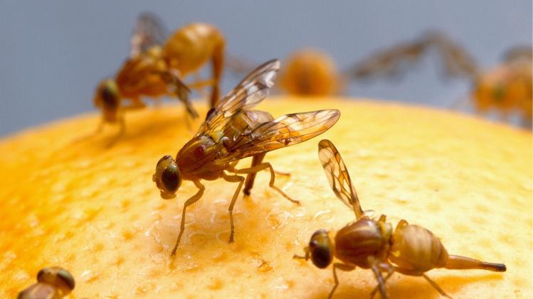 Drie manieren om komaf te maken met fruitvliegjes