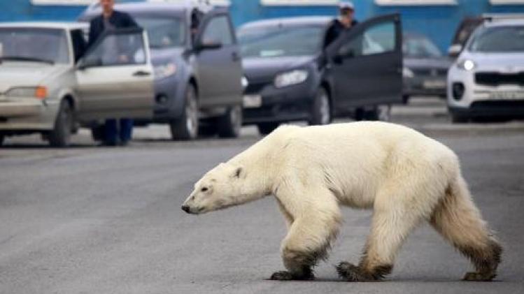 Uitgehongerde ijsbeer doolt rond in Siberische stad door inkrimping habitat