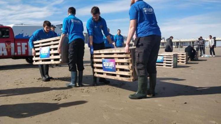 Laatste zieke zeehonden uit Sea Life Blankenberge vrijgelaten