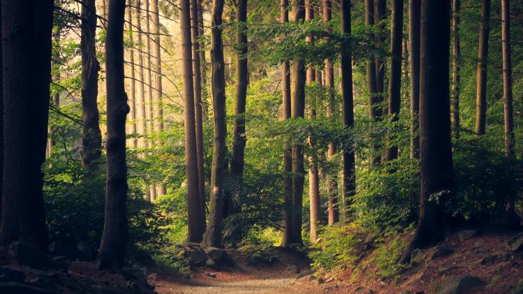Twintig minuten natuur per dag maken je gelukkig