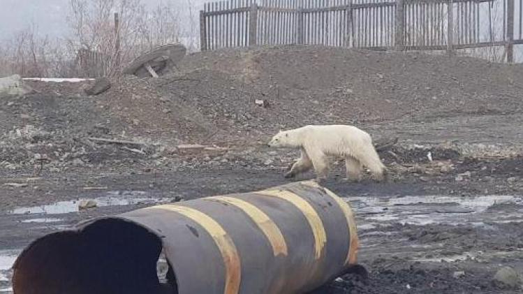 Uitgehongerde ijsbeer die in Siberische stad ronddoolde naar zoo gebracht