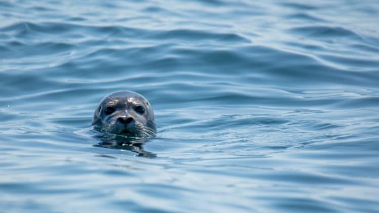 BIZAR. Zeehond zwom helemaal van Noorwegen naar Nederland