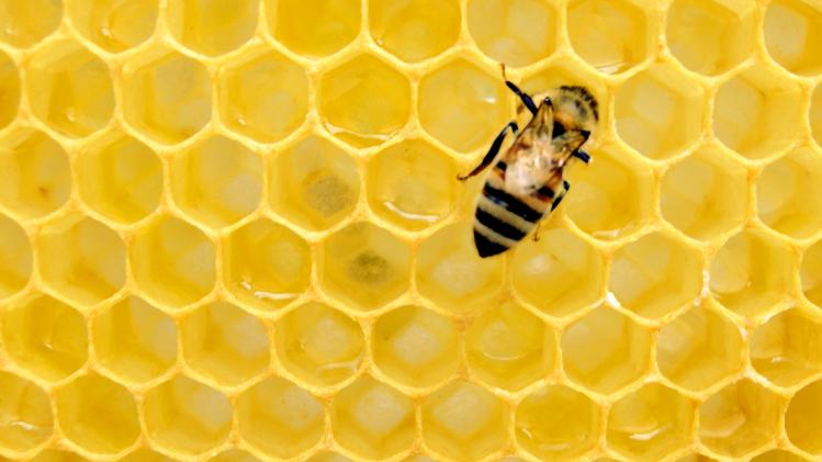 Vijf manieren om je lokale bijenkolonie te redden