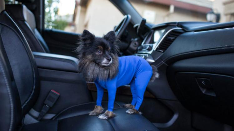 Deze honden-onesie verovert het internet