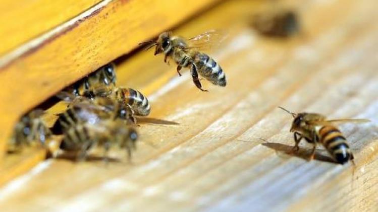 Slechte lente leidt tot catastrofale honingoogst in België