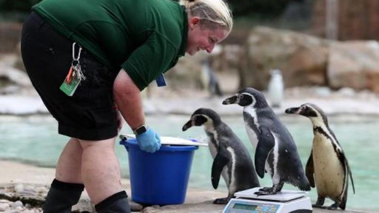 London Zoo gebruikt pinguïns om te informeren over homoseksualiteit bij dieren