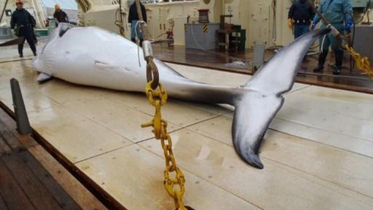 Japanse jachtschepen trekken er na 31 jaar opnieuw op uit voor commerciële walvisvangst