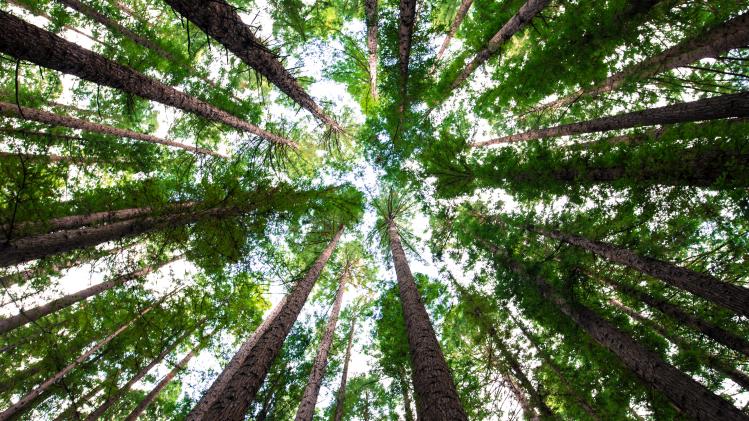 Biljoen bomen kunnen de aarde redden