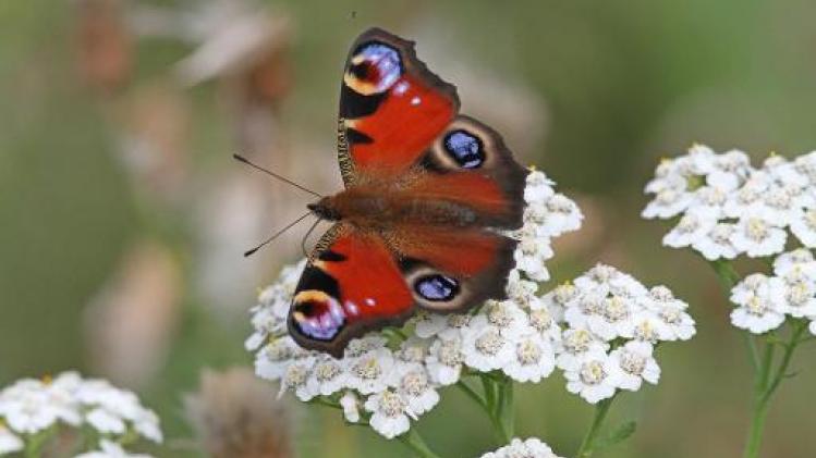 Natuurpunt roept burgers op om hele maand vlinders te tellen