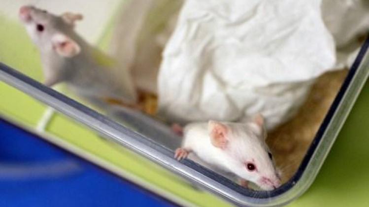 Onderzoekers schakelen hiv-virus uit bij besmette muizen