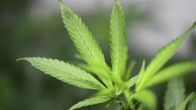 Bezit van kleine hoeveelheden cannabis weldra legaal in Hawaï